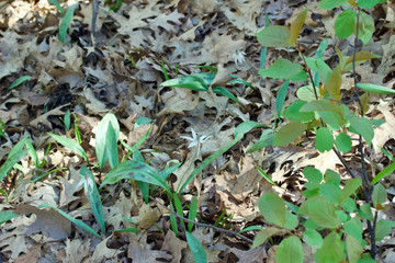 Natural uncultivated woodland landscape in spring with dry oak leaves and trout lily wildflowers