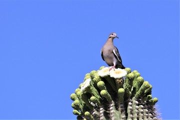white winged dove above cactus