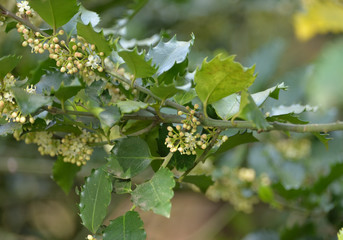 Holly (Ilex Aquifolium) Ever Green.