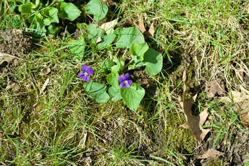 Close-up view of native blue wood violet wildflowers (viola sororia) growing in a North American prairie grassland in spring and summer