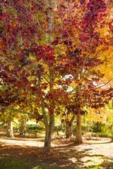 Fototapeta na wymiar Sweetgum trees with red and yellow leaves in a park, autumn time, vertical