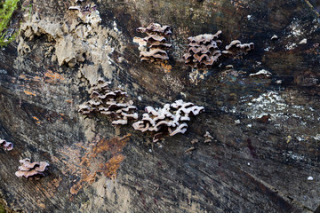 Mushrooms tree trunk
