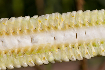 Corn cob cut