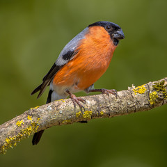 Eurasian bullfinch male insta