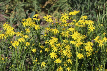 yellow wild flowers in the forest in summer