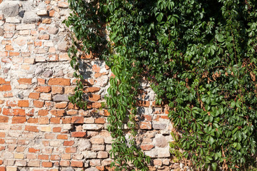 old brick wall ivy