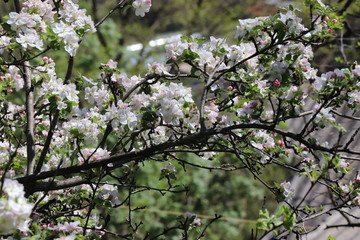 An apple tree bloomed in the garden in spring