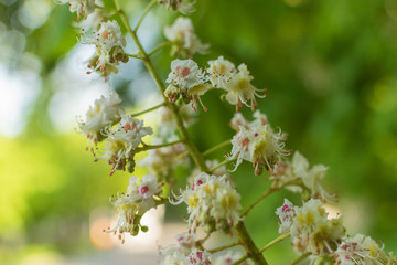 Blooming chestnut flowers on a green tree. Spring background.