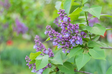 Fototapeta na wymiar Lilac flowers on a tree branch. Blooming trees in spring.