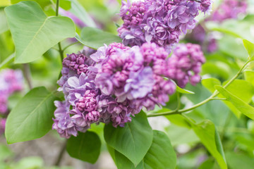 Lilac flowers on a tree branch. Blooming trees in spring.