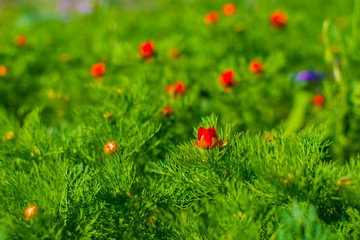 Wild poppies