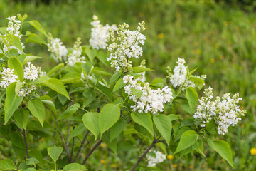 Lilac flowers on a tree branch. Blooming trees in spring.