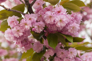 Blooming sakura flowers, pink flowers on the tree.