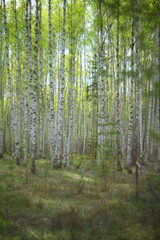 Fototapeta na wymiar Spring birch grove in the afternoon