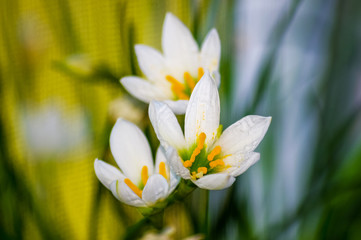 decorative white flower rain lily Zephyranthes grandiflora