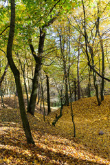 Fototapeta premium trees in the autumn season