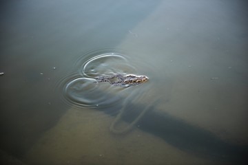 Marsh Frog swimming in the Lithuania
