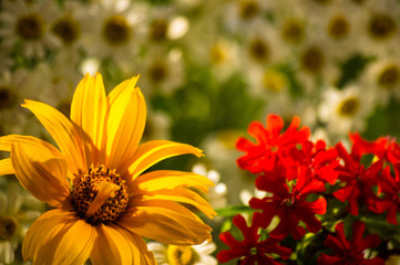 a bouquet of bright spring flowers of various types