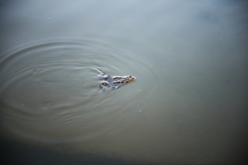 Marsh Frog swimming in the Lithuania