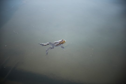 Marsh Frog swimming in the Lithuania