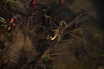Marsh Frog swimming in the Lithuania