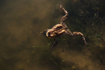 Marsh Frog swimming in the Lithuania