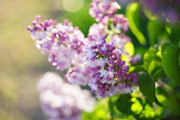 Lilac tree bloom natural background. Soft selective focus. Full frame. 