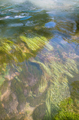 view of underwater plants