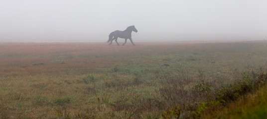 A black horse walking in the fog