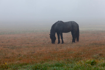 A black horse walking in the fog