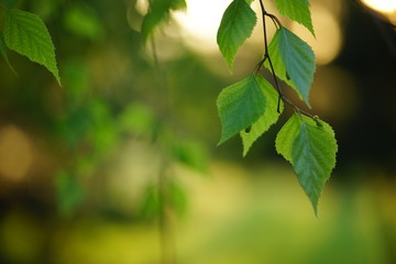 Beautiful young birch leaves on the branches at sunset . Spring Garden.  Natural background