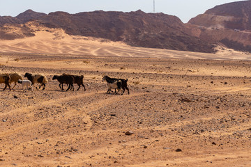 Fototapeta na wymiar A herd of sheep and goats in the desert of the Sinai Peninsula. Animals living in extreme conditions. Egypt. 