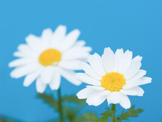 Fototapeta premium ノースポールの花