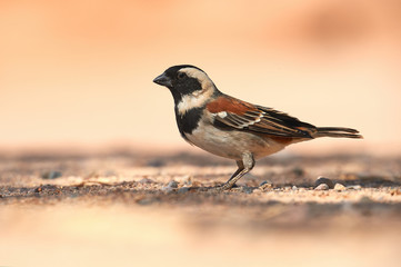 Male cape sparrow, Passer melanurus.