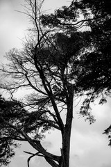 silhouette of a tree