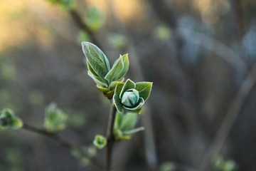 Spring leaves on a twig of apple tree.
