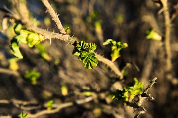 Spring leaves on a twig of apple tree.