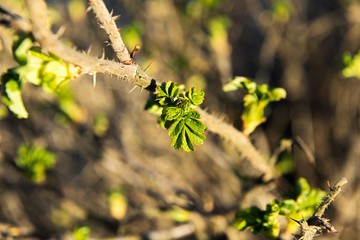 Spring leaves on a twig of apple tree.