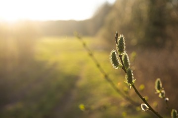Spring leaves on a twig of apple tree.