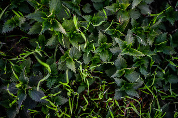 zielone rosliny