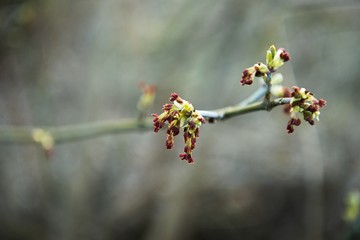 Spring leaves on a twig of apple tree.