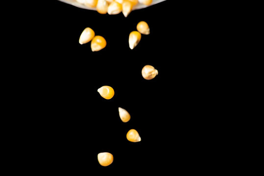 Yellow corn grains falling from the dish on black background
