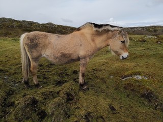 Norwegian Fjord Horse in natural conditions