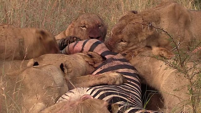 Wild Lions After Successful Hunt.