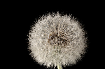 dandelion flower with dandelion seeds with water drops on black background. close up