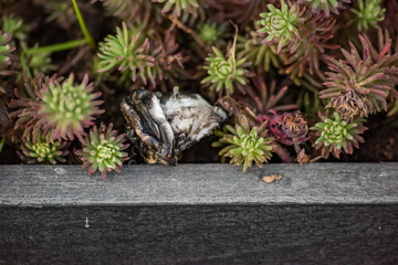 Black burnt plastic among plants and wooden plank