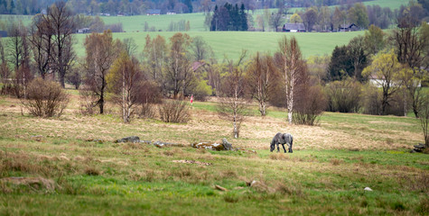 Koń w Górach Bystrzyckich © Miroslaw