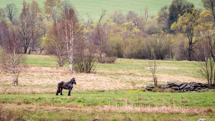 Koń w Górach Bystrzyckich © Miroslaw
