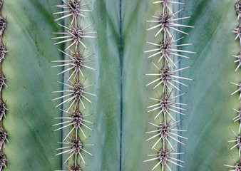 close up of cactus thorn