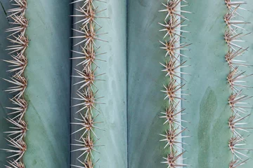Wall murals Cactus close up of big thorns on green cactus plant